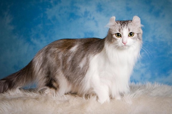 Международная выставка кошек «Grand Prix Royal Canin»