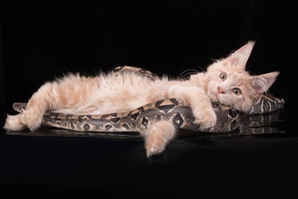 Международная выставка кошек «Кэт-Салон-Декабрь»