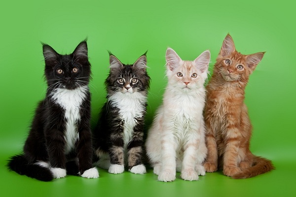 Международная выставка кошек «Кэт-Салон-Декабрь»