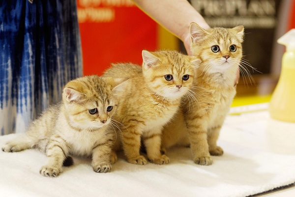 Международная выставка кошек «Кэт-Салон-Декабрь»