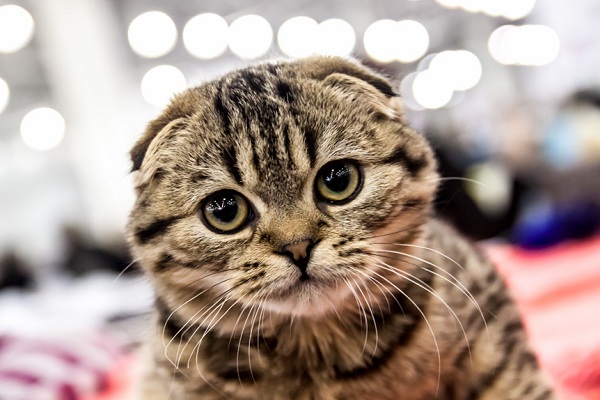 Международная выставка кошек «Кэт-Салон-Декабрь»