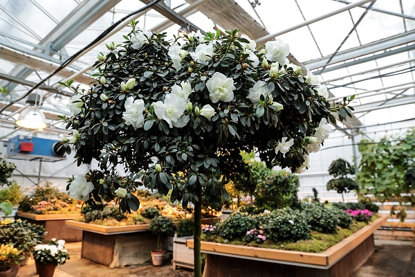 Выставка «Мхи, лишайники и азалии»