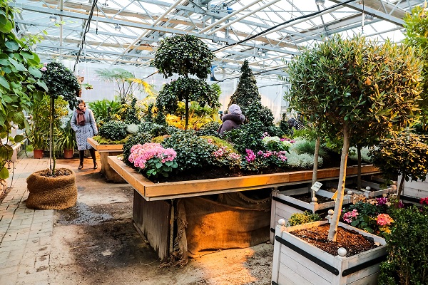 Выставка «Мхи, лишайники и азалии»