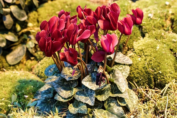 Выставка «Мхи, лишайники и азалии»