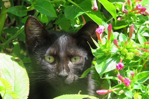 Фотовыставка «Международная котопанорама»