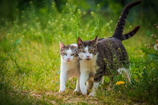 Фотовыставка «Международная котопанорама»