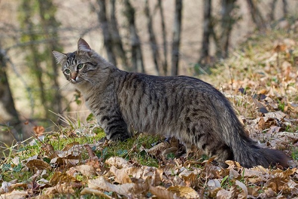 Фотовыставка «Международная котопанорама»