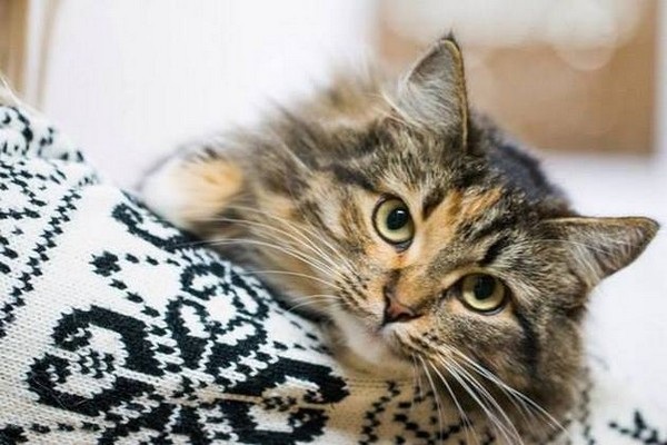 Выставка приютских кошек «Каждой кошке нужен дом!»