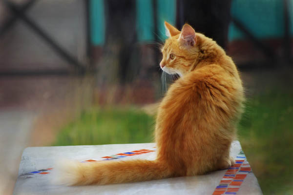 «Котик» — мастер-класс по пастельной живописи