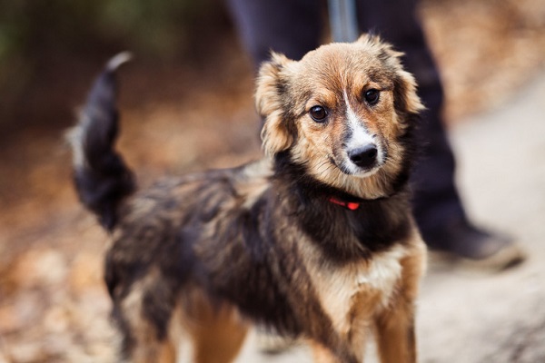 Выставка приютских кошек и собак «Woof Fest»