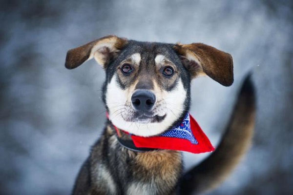 Выставка приютских кошек и собак «Woof Fest»