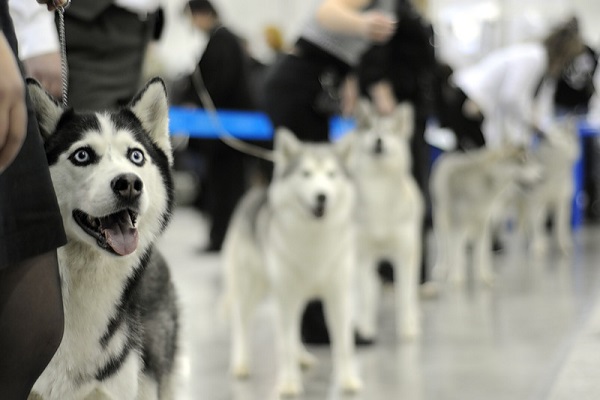 Вторая научно-образовательная конференция «Dog-Профи»