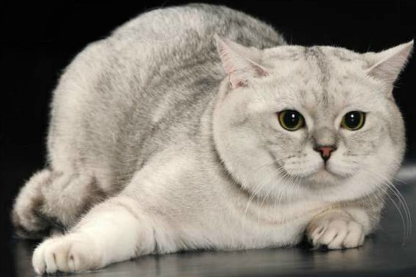 Международная выставка кошек «Кубок Астры»