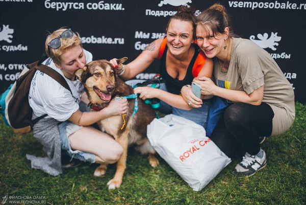 Выставка собак из приютов «#Всемпособаке» в парке «Новодевичьи пруды»