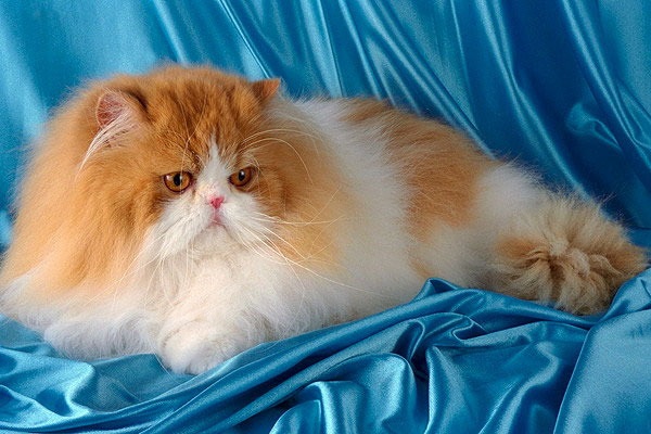 Международный Фестиваль кошек