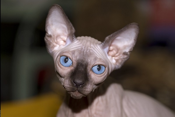 Международный Фестиваль кошек