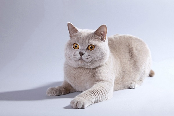 Международный Фестиваль кошек