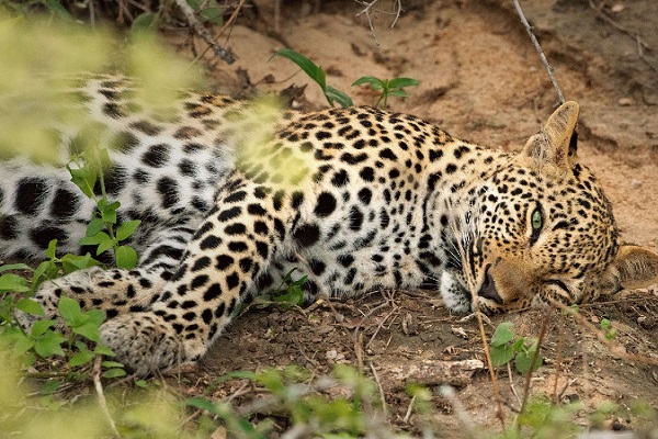 Фотовыставка «Africa. In-and-Out»