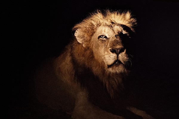 Фотовыставка «Africa. In-and-Out»