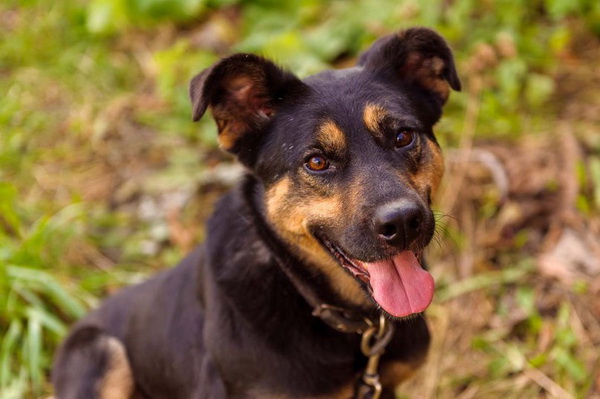 Выставка бездомных собак и кошек «Надо Брать! ЛЕТОМ!» в КЦ «Москвич»