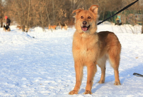 Выставка бездомных собак и кошек «Надо Брать! ЛЕТОМ!» в КЦ «Москвич»