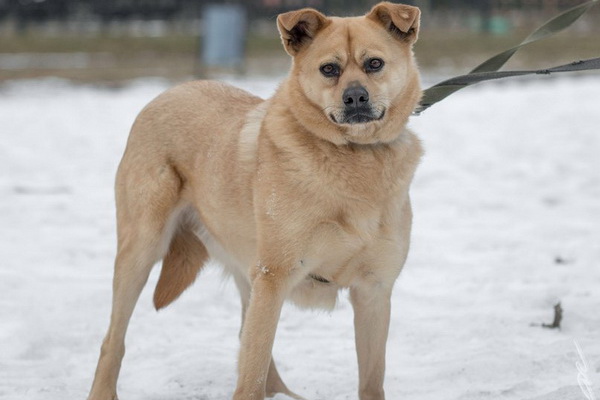 Выставка бездомных собак и кошек «Надо Брать! ЛЕТОМ!» в КЦ «Москвич»