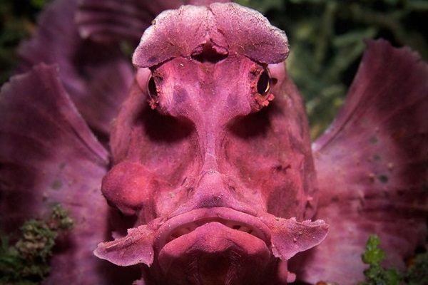 Фестиваль подводной фотографии «Дикий подводный мир»