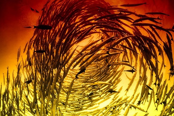 Фестиваль подводной фотографии «Дикий подводный мир»