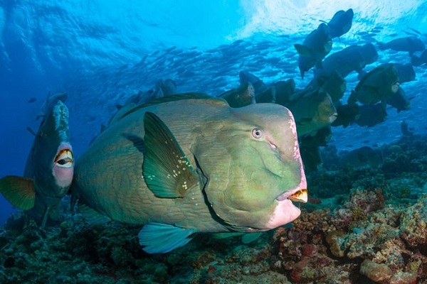 Фестиваль подводной фотографии «Дикий подводный мир»