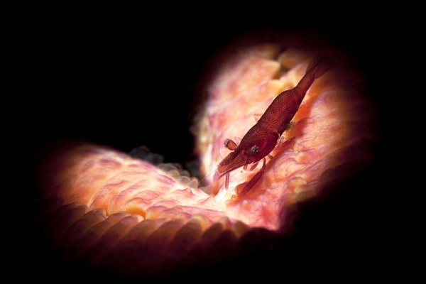 Фестиваль подводной фотографии «Дикий подводный мир»