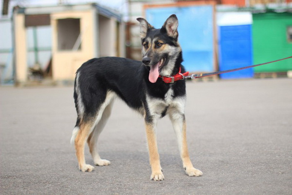Выставка бездомных собак и кошек «Надо Брать! ЛЕТОМ!» в КЦ «Москвич»