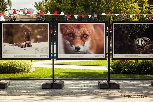Фотовыставка под открытым небом «Лес — наш дом»