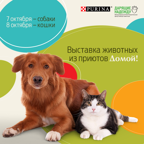 129 животных из приютов приедут на выставку-пристройство «Домой!»