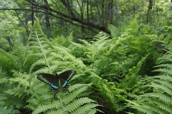 Фотовыставка под открытым небом «Хинганский заповедник»