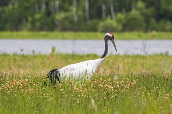 Фотовыставка под открытым небом «Хинганский заповедник»