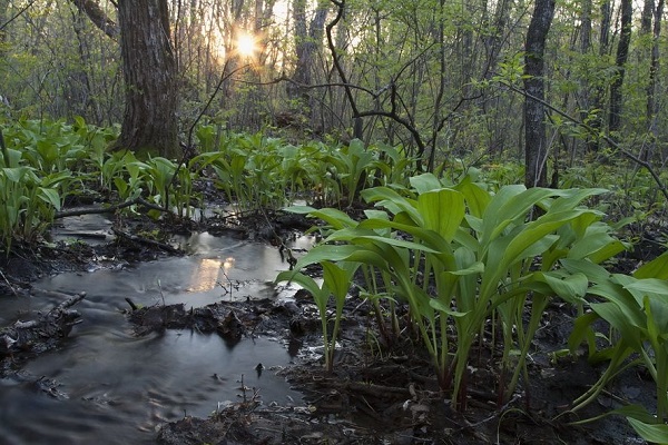 Фотовыставка под открытым небом «Хинганский заповедник»
