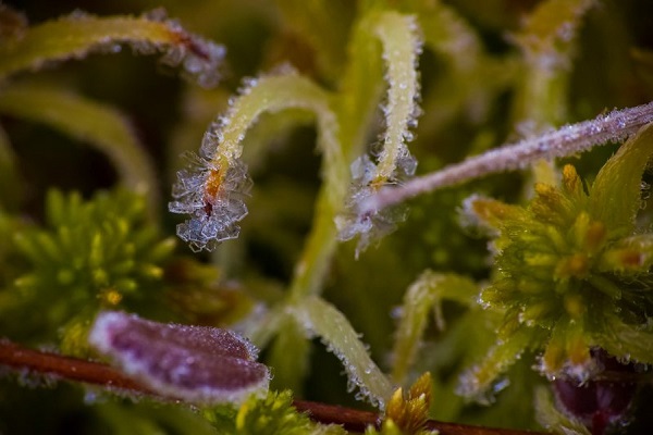 Фотовыставка «Открывая естество природы»