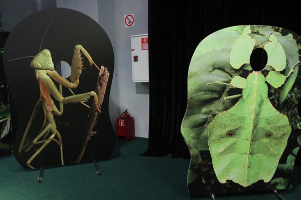 Выставка «Гении маскировки. Мимикрия: исчезнуть, чтобы выжить»