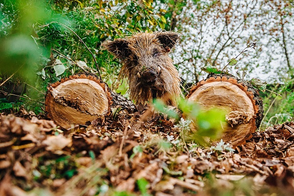 Выставка органических скульптур «Последний след»