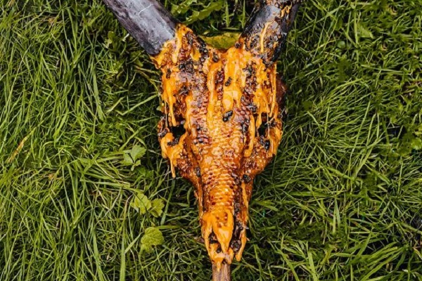 Выставка органических скульптур «Последний след»