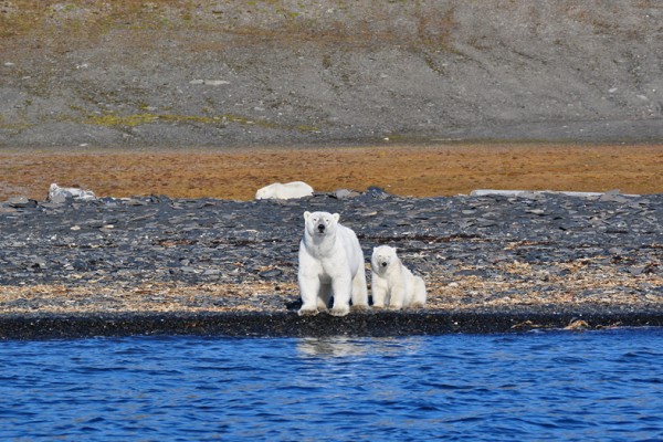 Выставка «Русская Арктика»
