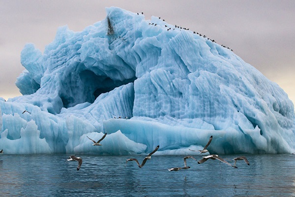 Выставка «Русская Арктика»