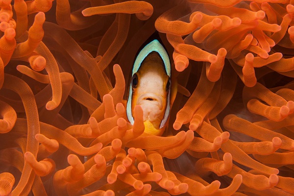 Фотовыставка «Уровень моря»