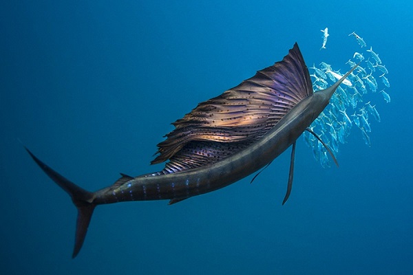 Фотовыставка «Уровень моря»