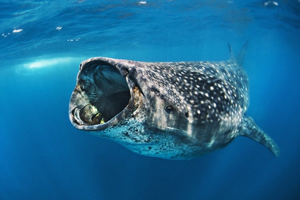 Фотовыставка «Уровень моря»