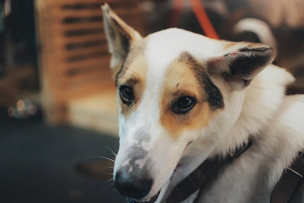 Фестиваль «Woof Fest» на «Хлебзаводе №9»