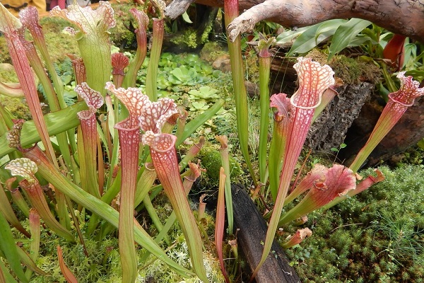 Выставка «Хищные растения» в Аптекарском огороде