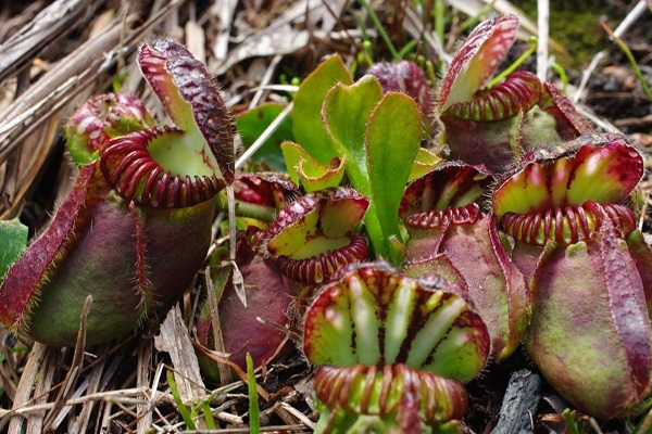 Выставка «Хищные растения» в Аптекарском огороде