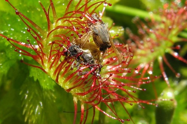 Выставка «Хищные растения» в Аптекарском огороде