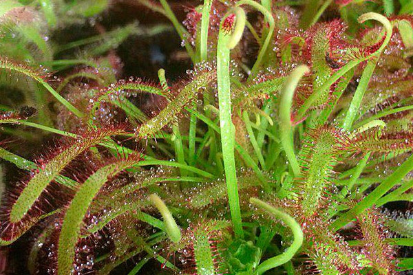 Выставка «Хищные растения» в Аптекарском огороде